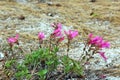 Mountain Pride plant, Yosemite National Park Royalty Free Stock Photo