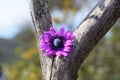 Mountain purple flower in italia