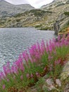 Mountain purple flower on a lake background