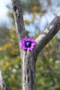 Mountain purple flower in italia