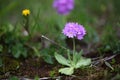 Mountain purple flower Royalty Free Stock Photo