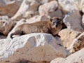 Mountain rabbit - daman - sitting between rocks on the morning Royalty Free Stock Photo