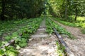 The mountain railway leaves through the forest beyond the horizon