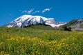 Mountain Rainier, Paradise Valley, meadows Royalty Free Stock Photo