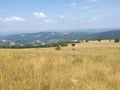 Mountain Rajac Serbia wild beauty unmown meadow