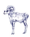 Mountain ram, graphic black and white drawing on a white background, zoological sketch Royalty Free Stock Photo