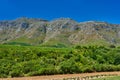 Mountain range with lush greenery near tilled farmland in the vineyards of Stellenbosch, South Africa. Vibrant green