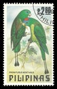 Mountain Raquet tailed Parrot