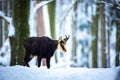 Mountain rare chamois in the snowy forest of the Luzickych Mountains Royalty Free Stock Photo