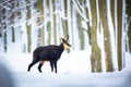 Mountain rare chamois in the snowy forest of the Luzickych Mountains Royalty Free Stock Photo