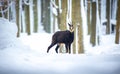 Mountain rare chamois in the snowy forest of the Luzickych Mountains Royalty Free Stock Photo