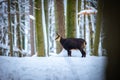 Mountain rare chamois in the snowy forest of the Luzickych Mountains Royalty Free Stock Photo