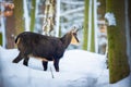 Mountain rare chamois in the snowy forest of the Luzickych Mountains Royalty Free Stock Photo