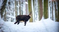 Mountain rare chamois in the snowy forest of the Luzickych Mountains Royalty Free Stock Photo