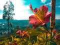 mountain red flower blue sky Royalty Free Stock Photo