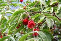 Mountain red fruits