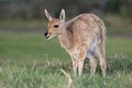 Mountain Reedbuck Antelope Royalty Free Stock Photo