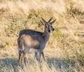 Mountain Reedbuck Royalty Free Stock Photo