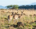 Mountain Reedbuck Royalty Free Stock Photo