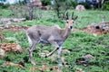 A Mountain Reedbuck Royalty Free Stock Photo