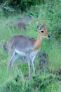 Mountain reedbuck in natural habitat Royalty Free Stock Photo