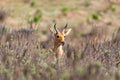 Mountain reedbuck Ethiopia Africa wildlife Royalty Free Stock Photo