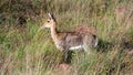 Mountain Reedbuck (Redunca fulvorufula) Marakele National Park, South Africa Royalty Free Stock Photo