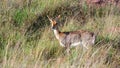 Mountain Reedbuck (Redunca fulvorufula) Marakele National Park, South Africa Royalty Free Stock Photo