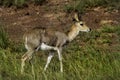 Mountain reedbuck, South Africa Royalty Free Stock Photo