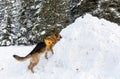 Mountain Rescue Service dog at Bulgarian Red Cross during a training.