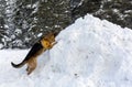 Mountain Rescue Service dog at Bulgarian Red Cross during a training. Royalty Free Stock Photo