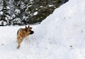 Mountain Rescue Service dog at Bulgarian Red Cross during a training. Royalty Free Stock Photo