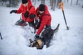 Mountain rescue service with dog on operation outdoors in winter in forest, digging snow. Royalty Free Stock Photo