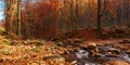 Mountain river in the autumn forest Royalty Free Stock Photo