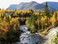 Mountain river in the autumn yellow-green forest in the mountains.