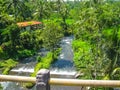 Mountain river Ayung among the jungle and bamboo thickets in Ubud, Bali