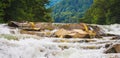 Mountain river with big stones and trees in the background_ Royalty Free Stock Photo