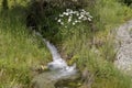 Mountain river and blooming daisies on a sunny day Royalty Free Stock Photo