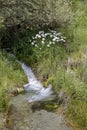 Mountain river and blooming daisies on a sunny day Royalty Free Stock Photo