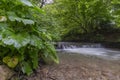 Mountain river in the Carpathians on a summer day with clear crystal water, rocks overgrown with moss and ferns. The concept of vi Royalty Free Stock Photo