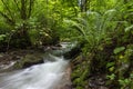 Mountain river in the Carpathians on a summer day with clear crystal water, rocks overgrown with moss and ferns. The concept of vi Royalty Free Stock Photo