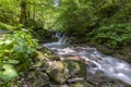 Mountain river in the Carpathians on a summer day with clear crystal water, rocks overgrown with moss and ferns. The concept of vi Royalty Free Stock Photo