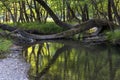 Mountain river with cold water flows in the forest Greece, Peloponnese Royalty Free Stock Photo