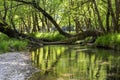 Mountain river with cold water flows in the forest Greece, Peloponnese Royalty Free Stock Photo