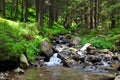 Mountain river and coniferous forest on a rocky shore. Picturesque and gorgeous scene