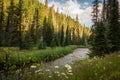 Mountain river flowing through a forest at sunrise Royalty Free Stock Photo