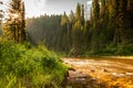 Mountain river flowing through a forest at sunrise Royalty Free Stock Photo