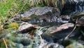 Mountain river flowing through the stones and grass