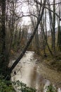 Mountain river flowing between tree forest on a cold winter landscape Royalty Free Stock Photo