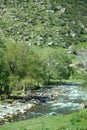 Mountain river flows in forest under bias Royalty Free Stock Photo